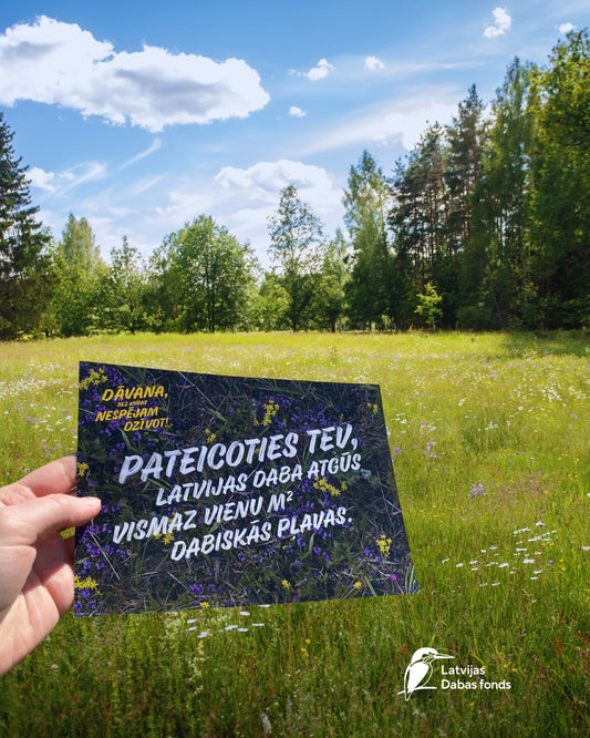 Square Meter of Natural Meadow