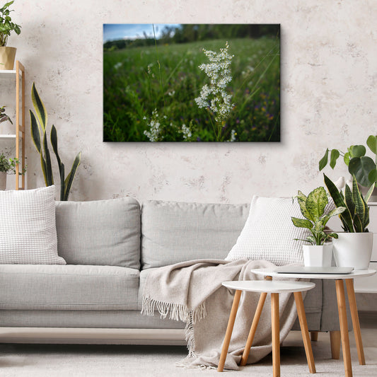 Pļavas karaliene II