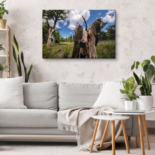 Dzīvības turpināšanās