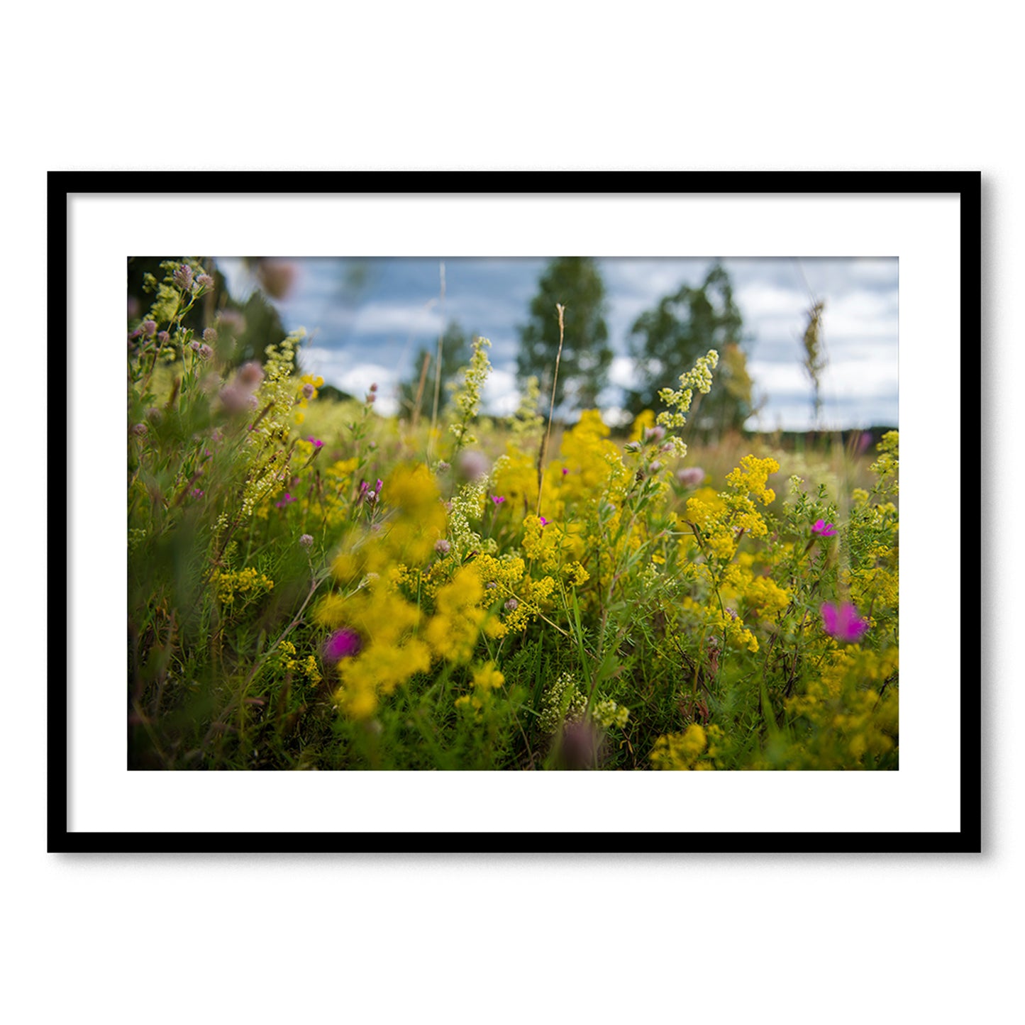 Medus smarža jūlijā