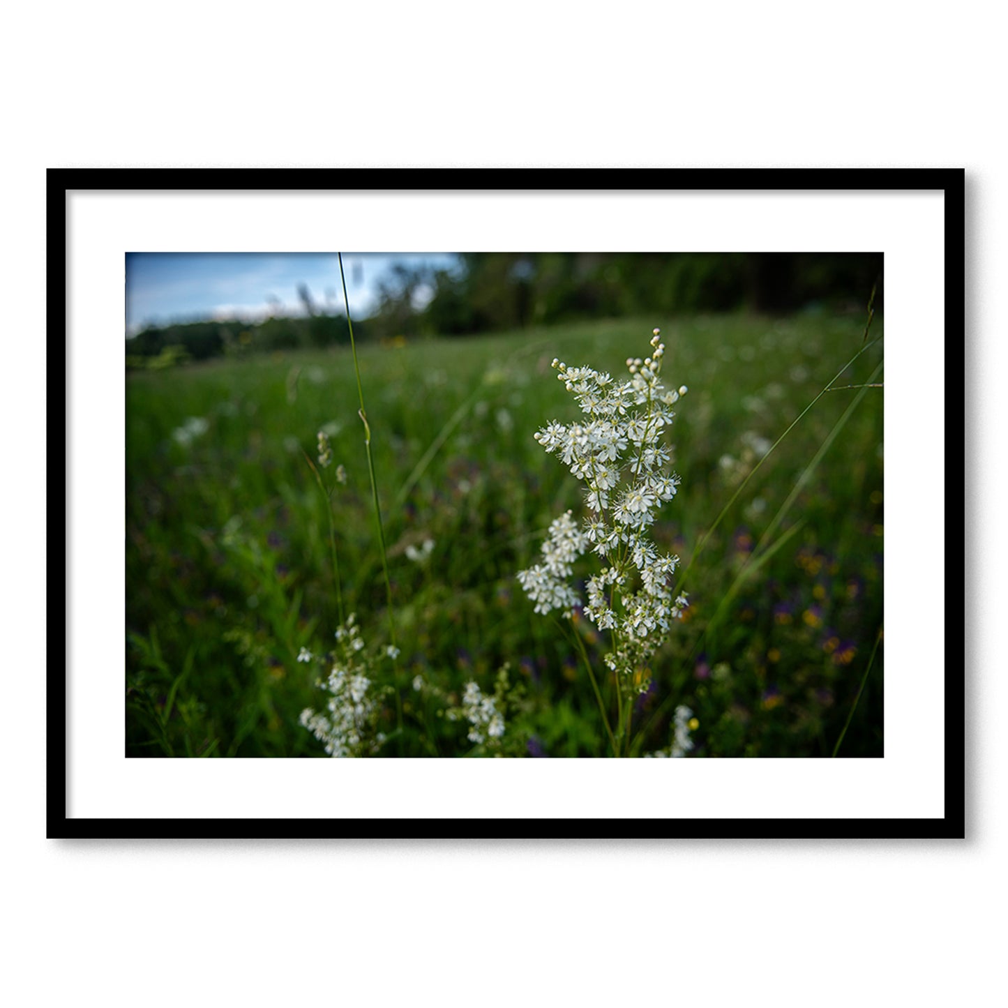 Pļavas karaliene II