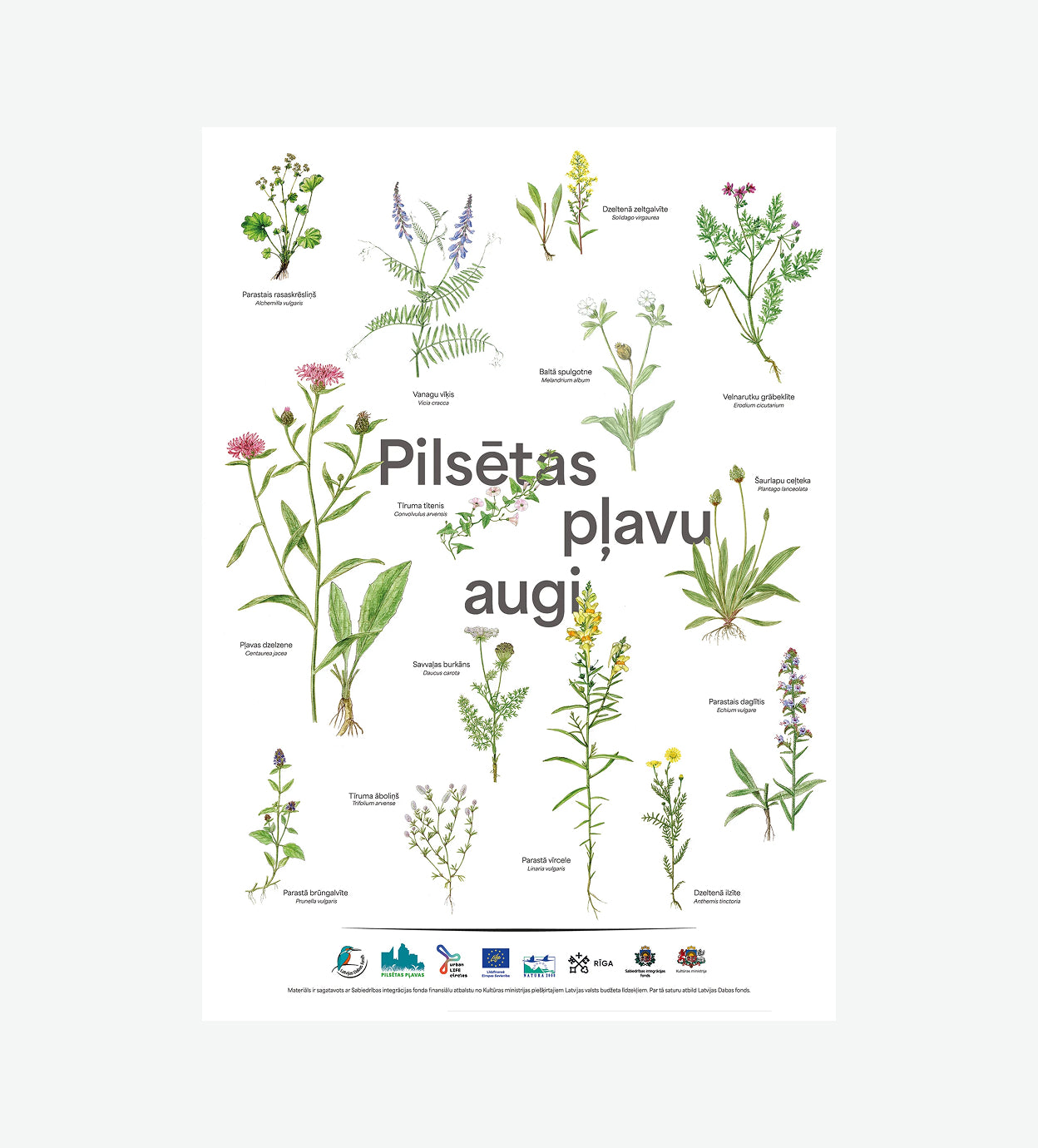 Poster "Urban Meadow Plants"