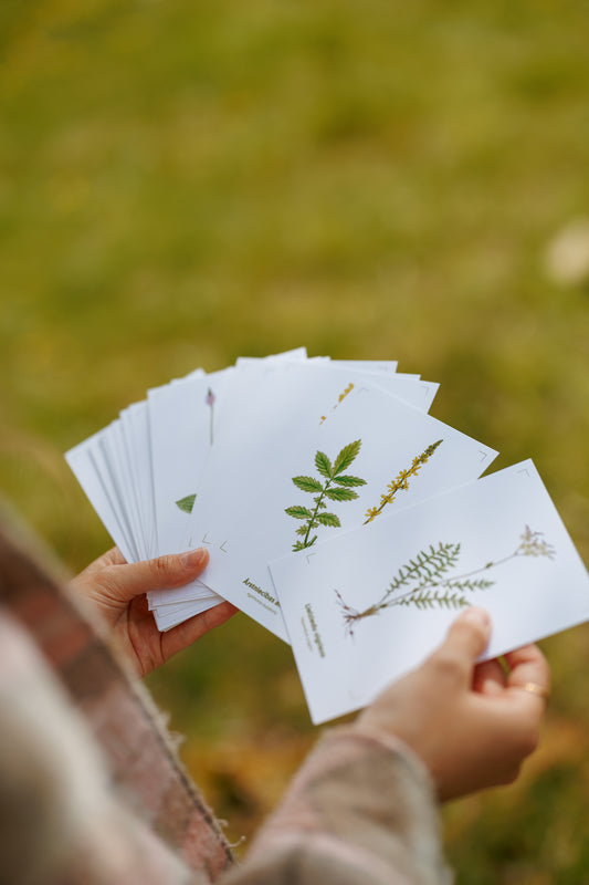Set of Postcards "Natural Meadow Plants"