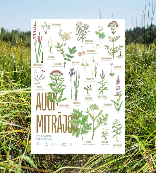 Plakāts “Augi mitrājos”