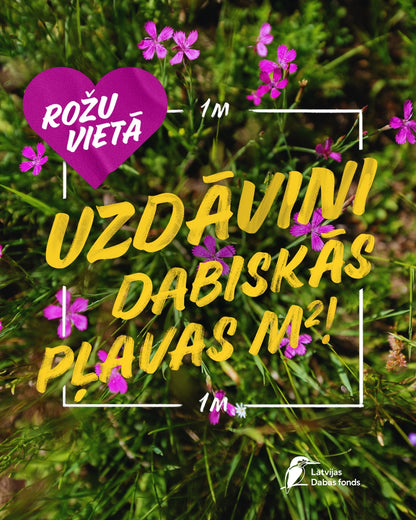 Square Meter of Natural Meadow