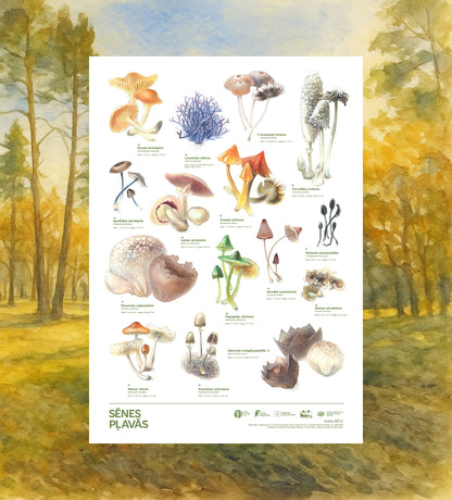 Poster “Mushrooms in Meadows"