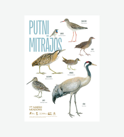 Plakāts “Putni mitrājos”
