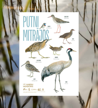 Plakāts “Putni mitrājos”