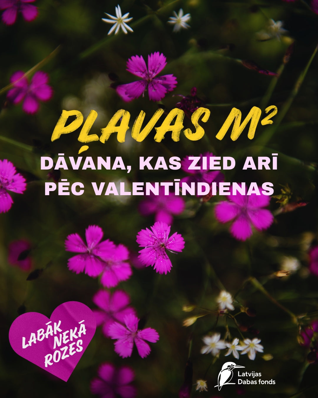 Dabiskās pļavas kvadrātmetrs
