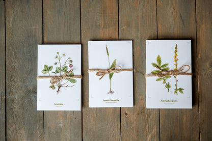 Pastkaršu komplekts "Dabisko pļavu augi"