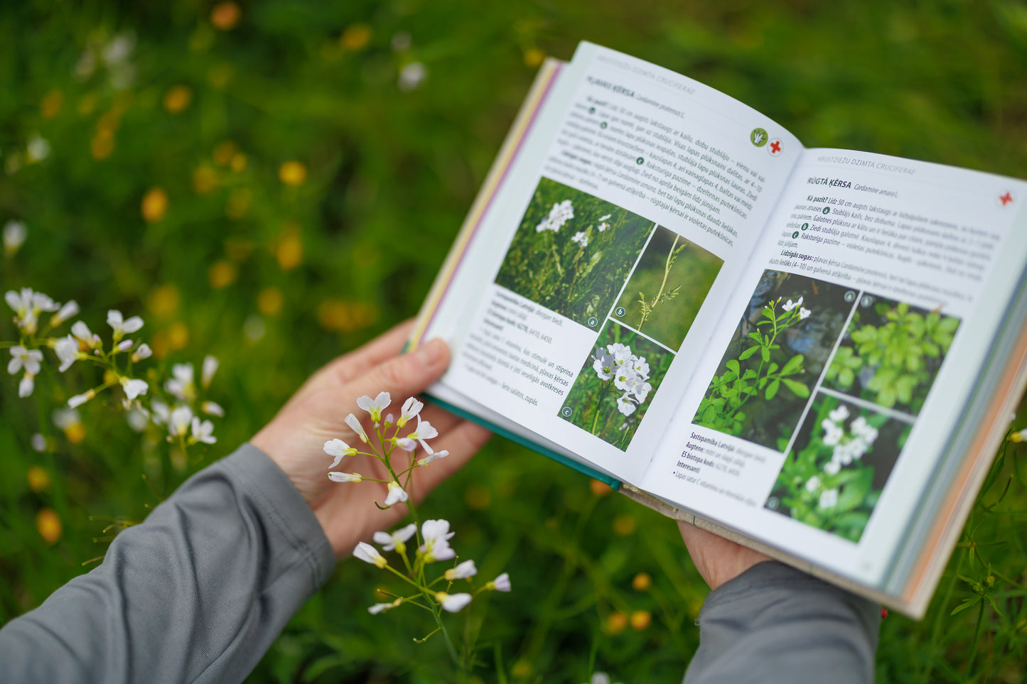 Illustrative Handbook - Species Identifier "What Grows in Natural Meadows? What Lives in Natural Meadows?"