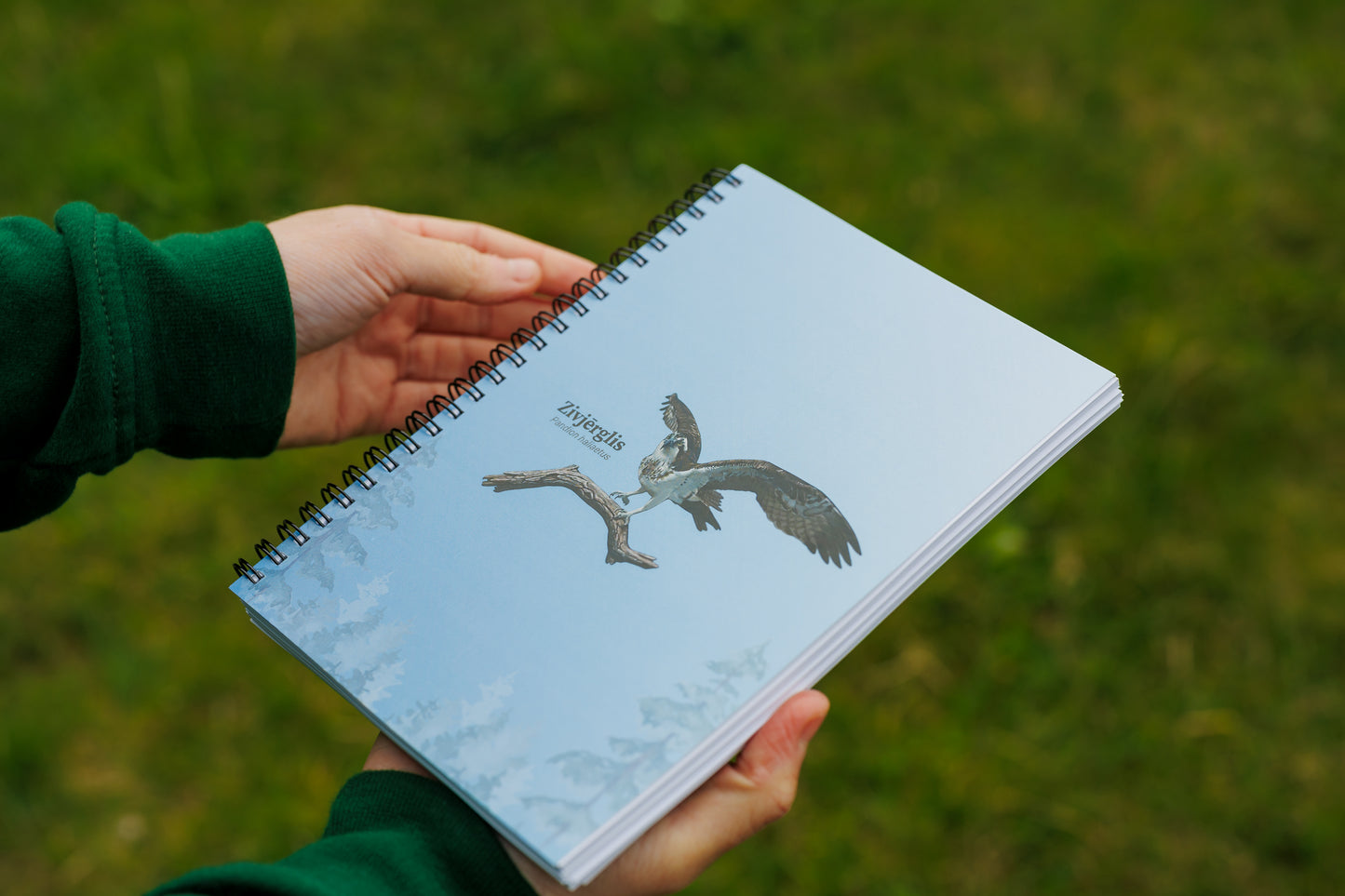 Notebook “Birds from Nest Livestreams”