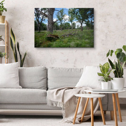 Parkveida pļavas harmonija