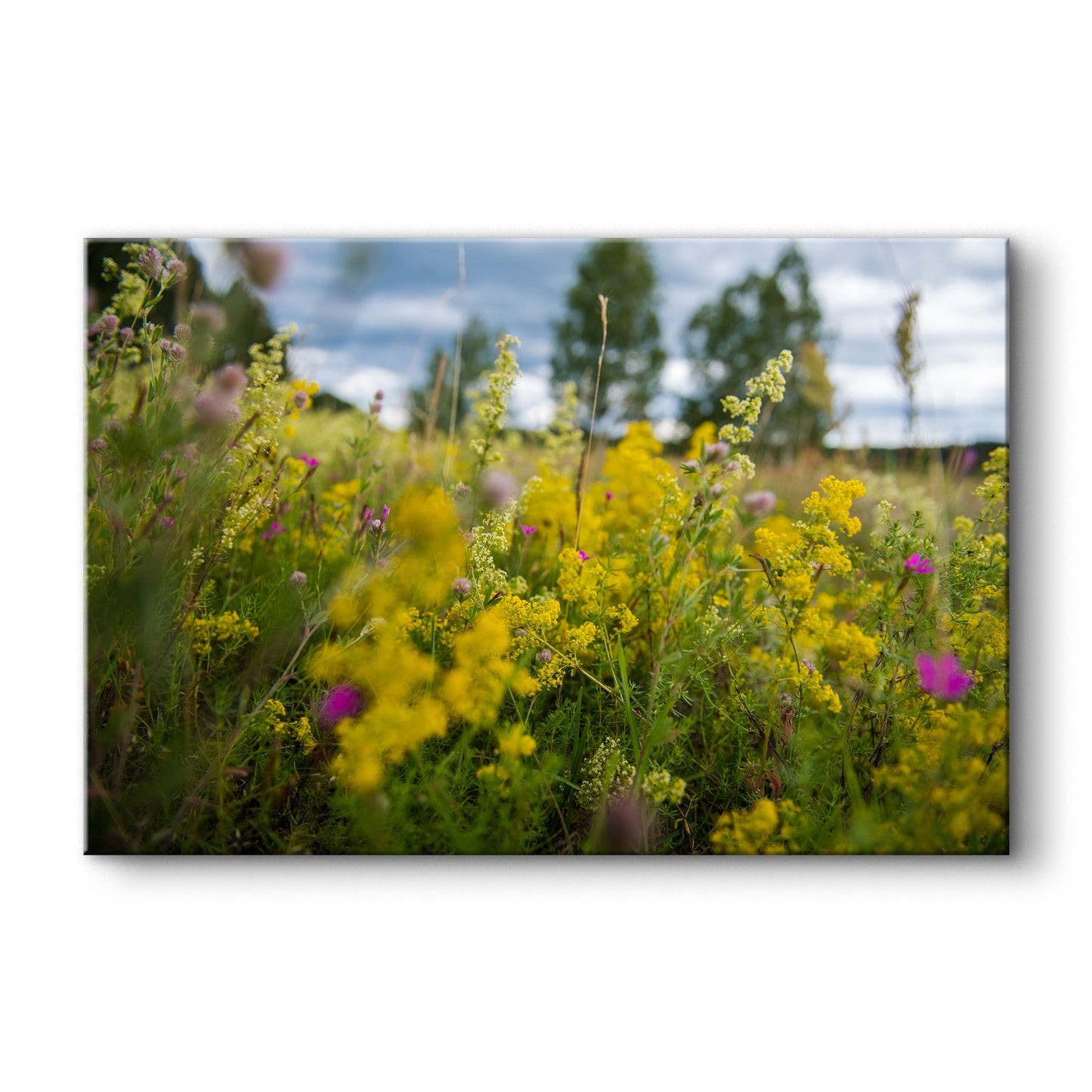 Medus smarža jūlijā 