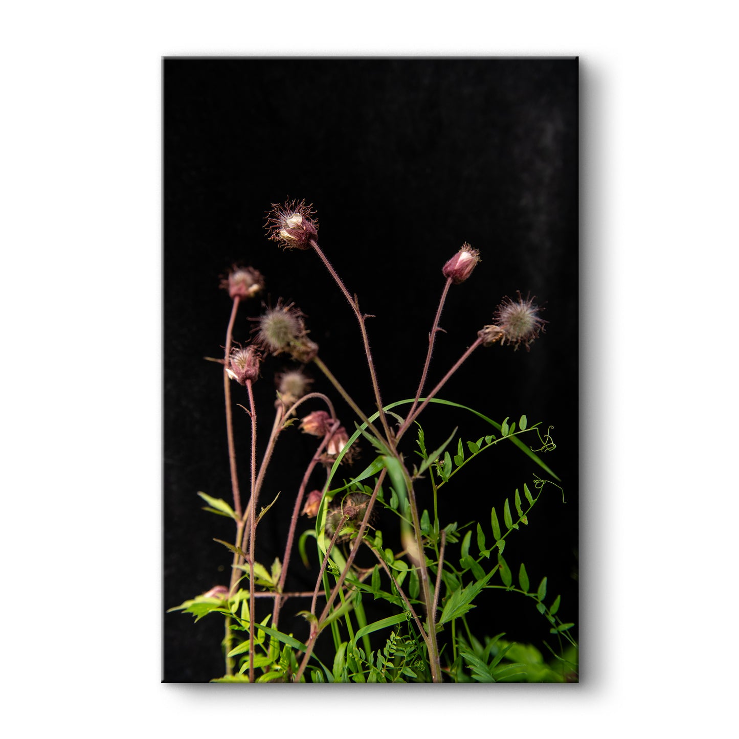 Pļavas bitenes tuvplānā