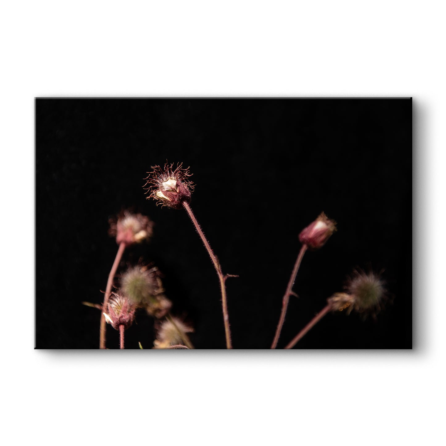 Pļavas bitenes tuvplānā II