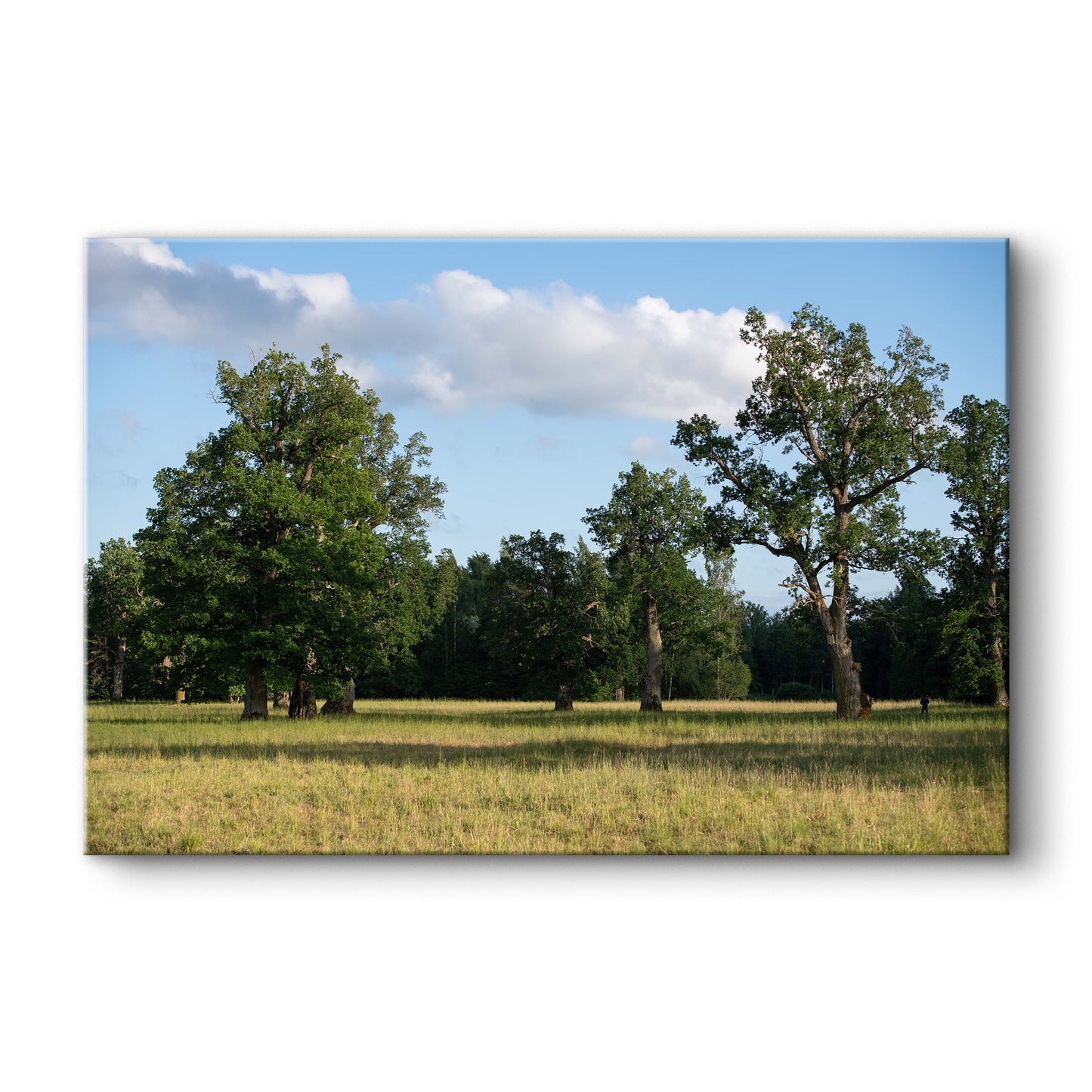 Parkveida pļava – ceļojums laikā