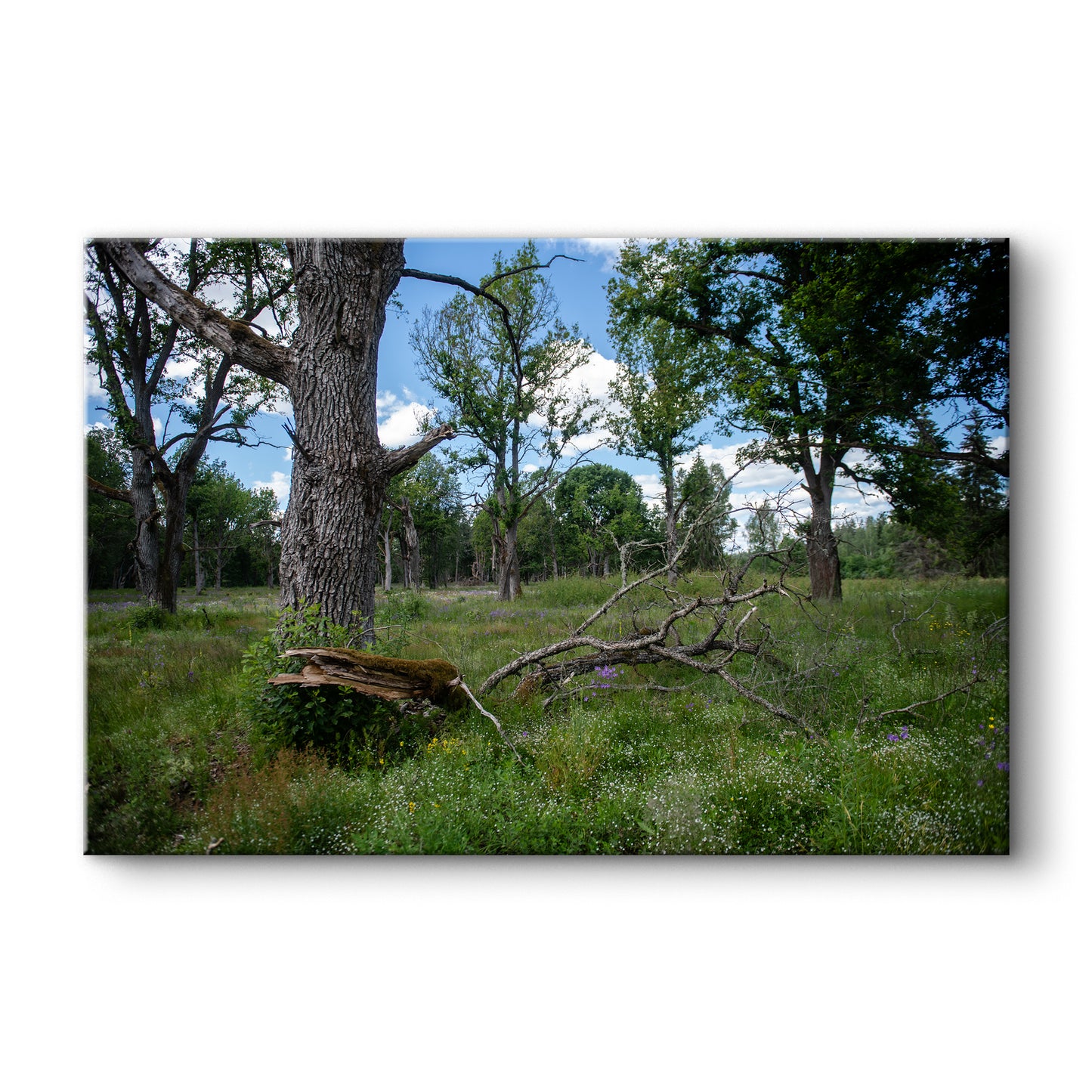 Parkveida pļavas harmonija