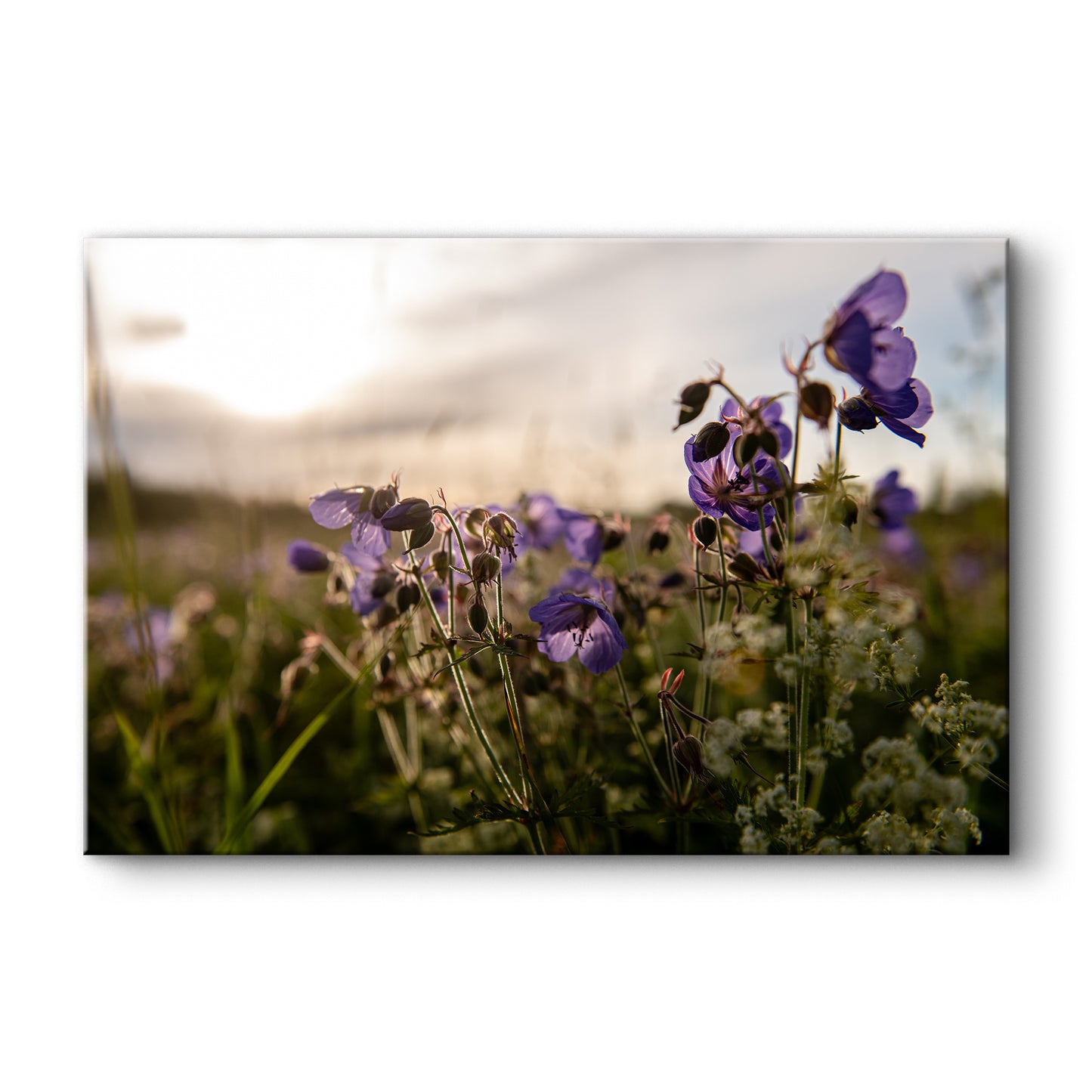 Gandrenes saulrietā