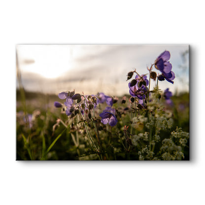 Gandrenes saulrietā