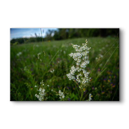 Pļavas karaliene II