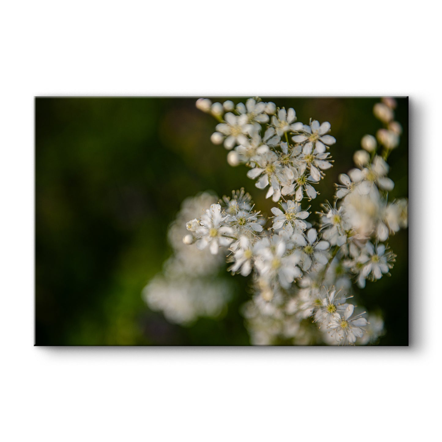 Pļavas karaliene III