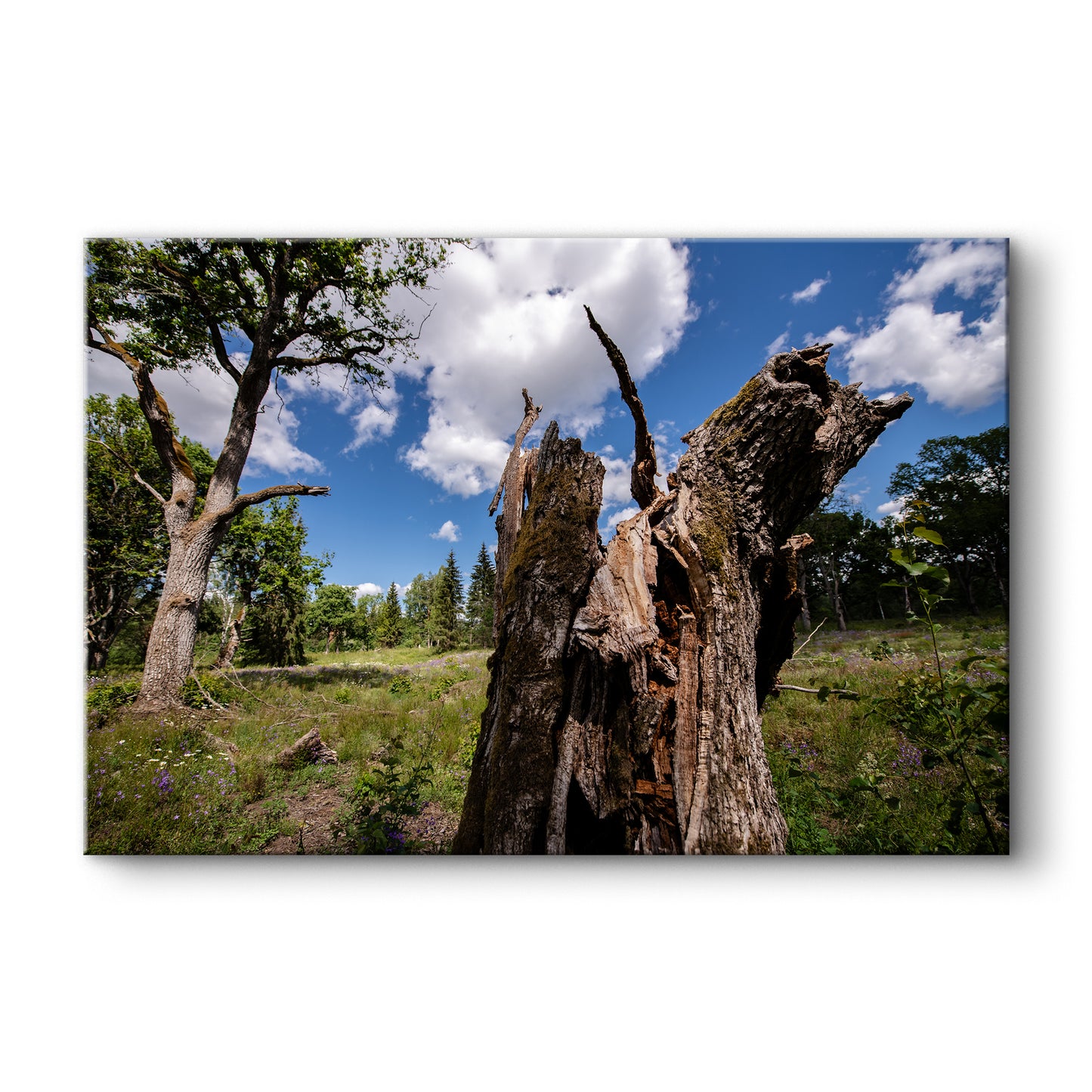 Dzīvības turpināšanās