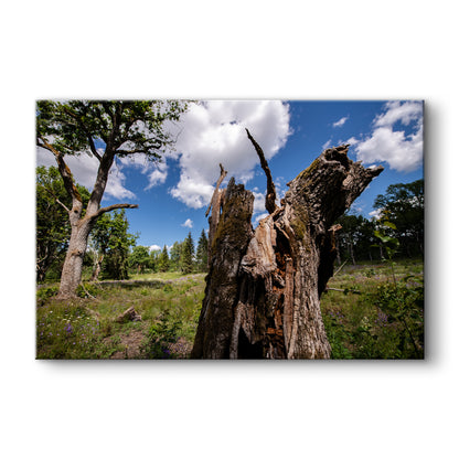 Dzīvības turpināšanās