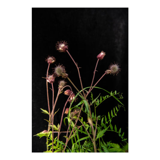 Pļavas bitenes tuvplānā