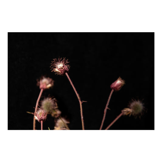 Pļavas bitenes tuvplānā II