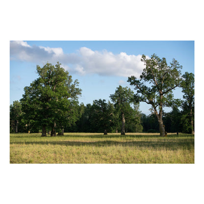 Parkveida pļava – ceļojums laikā