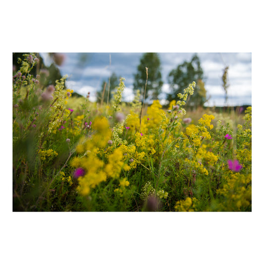 Medus smarža jūlijā 