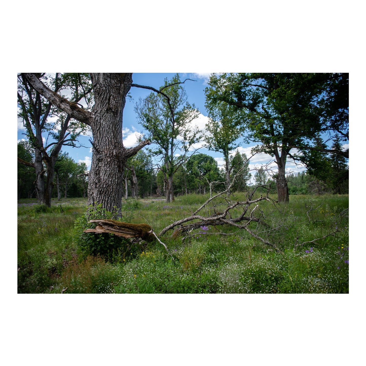 Parkveida pļavas harmonija