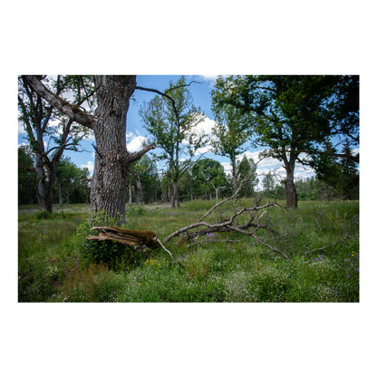 Parkveida pļavas harmonija