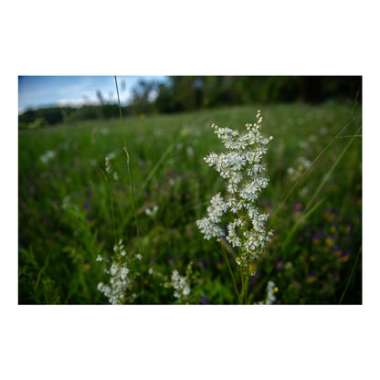 Pļavas karaliene II