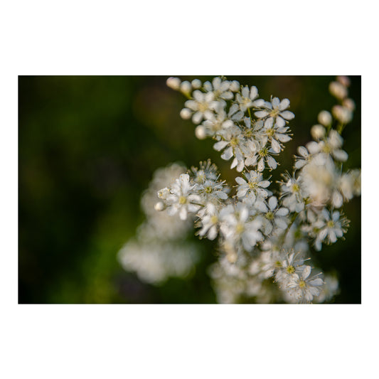 Pļavas karaliene III