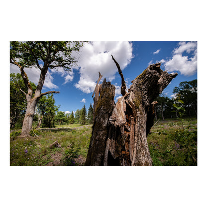 Dzīvības turpināšanās