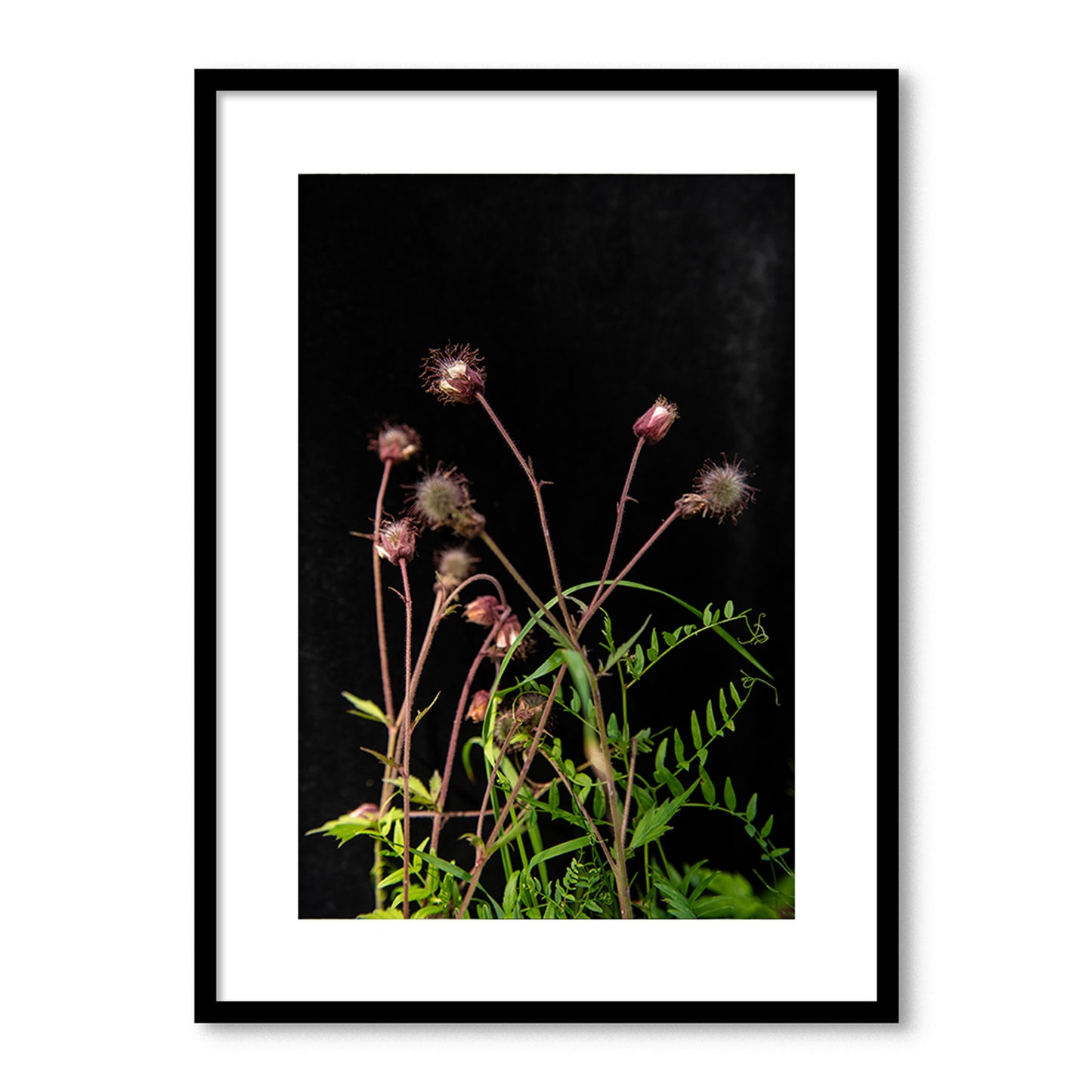 Pļavas bitenes tuvplānā