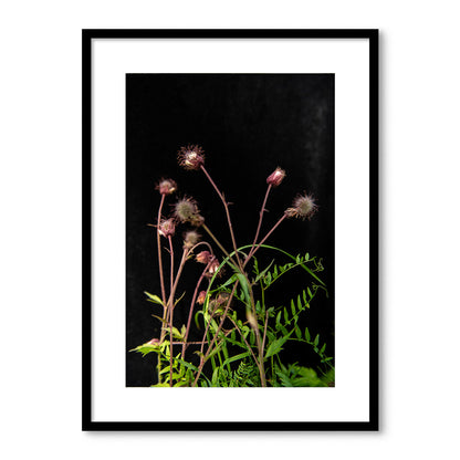 Pļavas bitenes tuvplānā