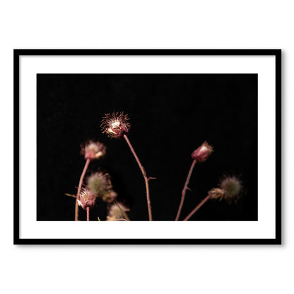 Pļavas bitenes tuvplānā II