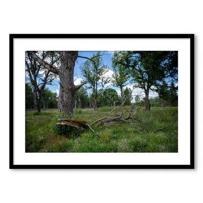 Parkveida pļavas harmonija