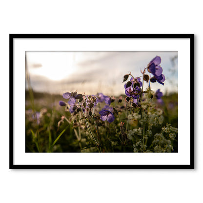 Gandrenes saulrietā