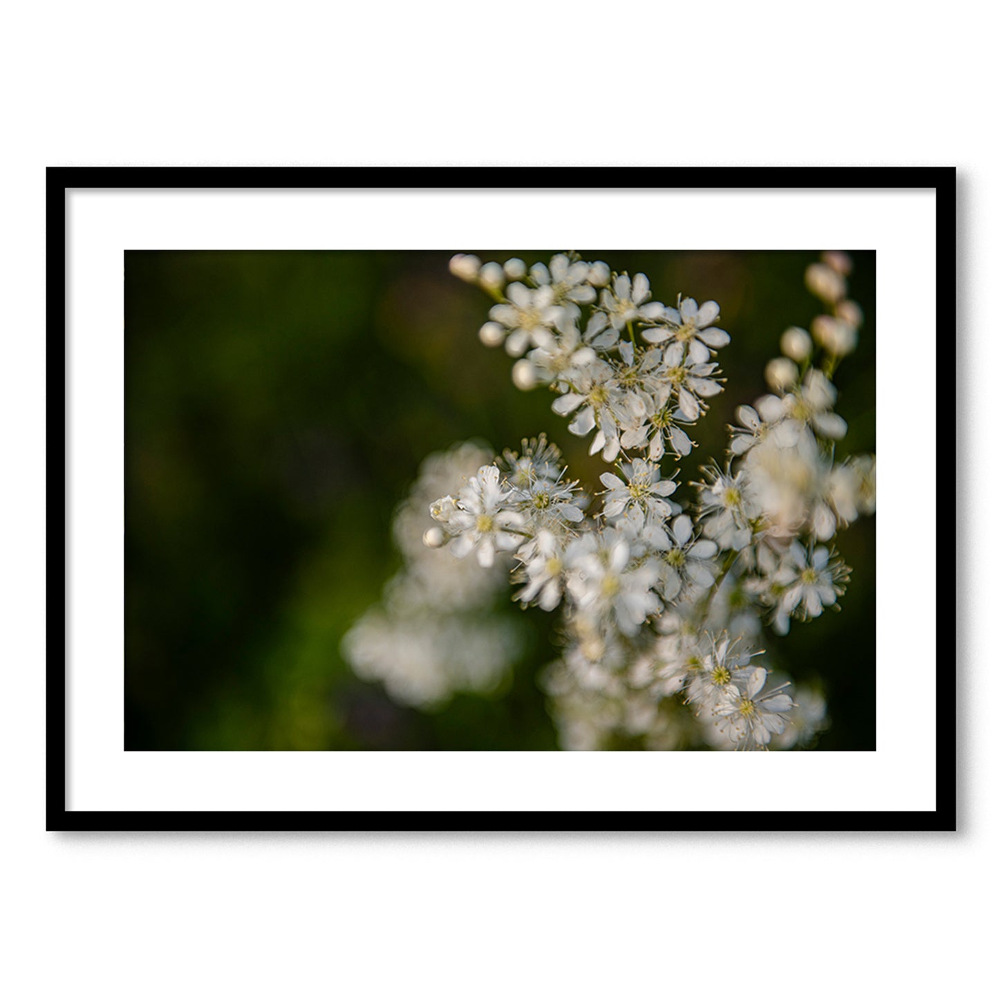 Pļavas karaliene III