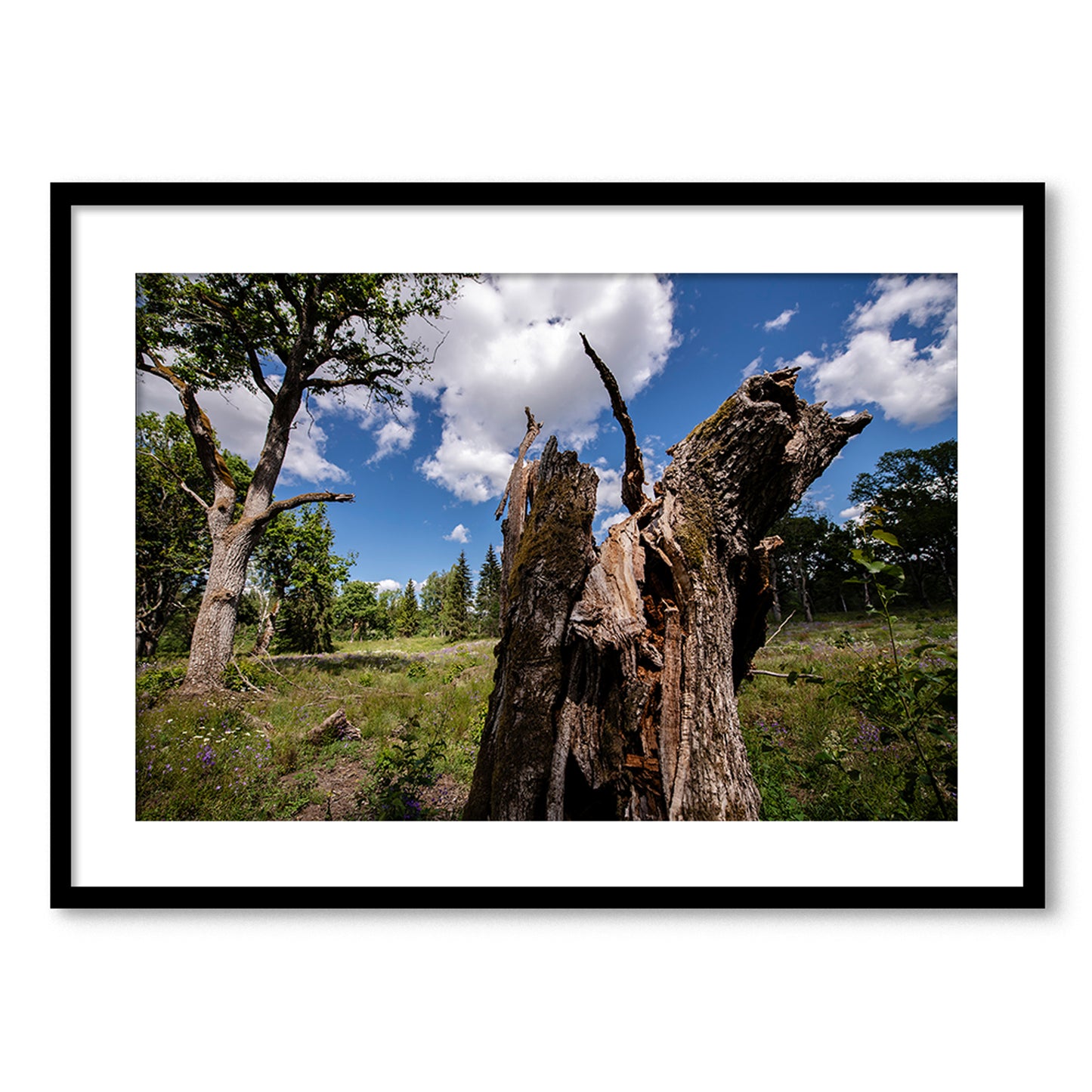 Dzīvības turpināšanās