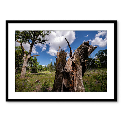 Dzīvības turpināšanās