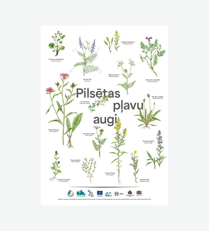 Poster "Urban Meadow Plants"
