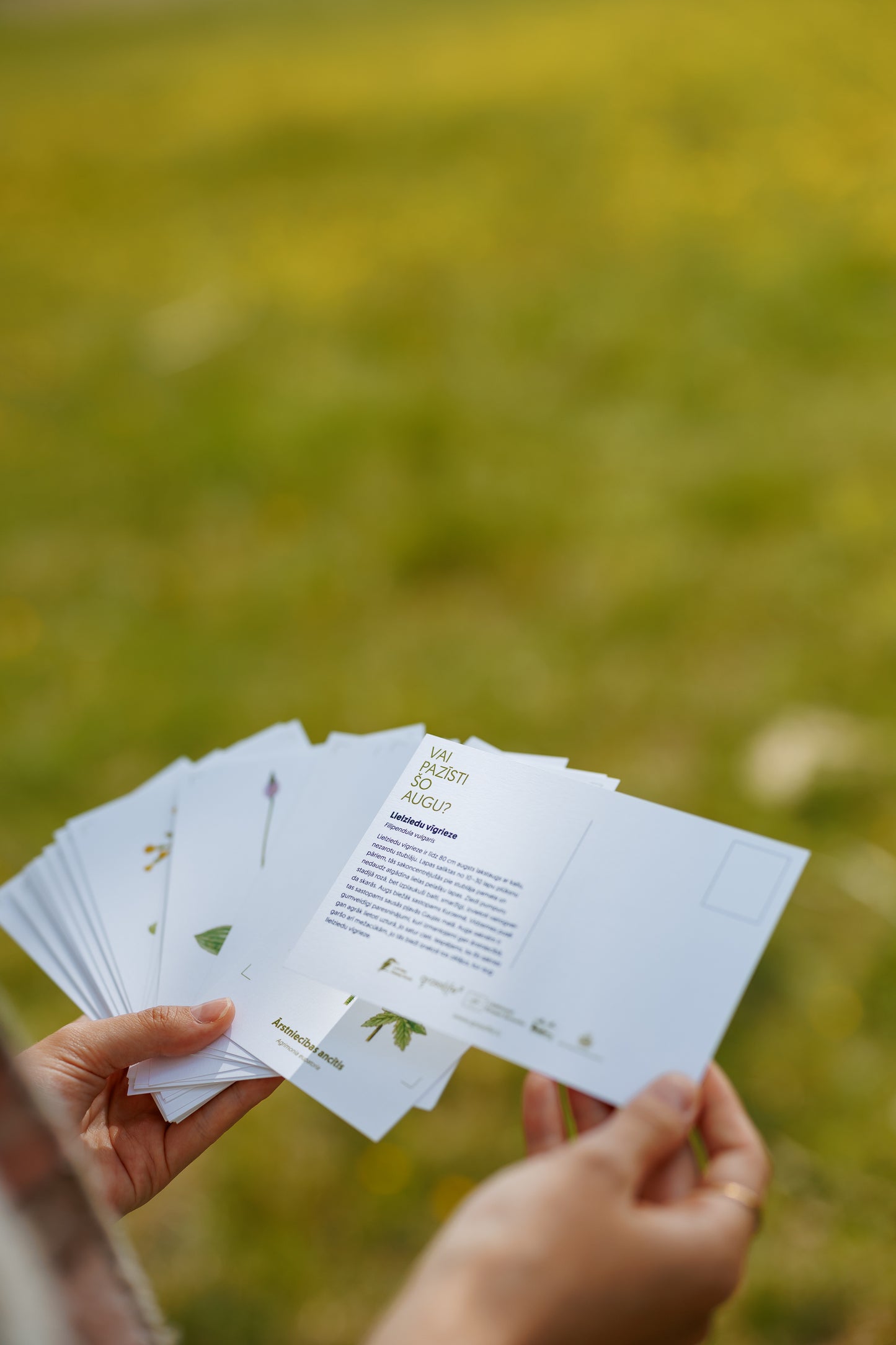 Pastkaršu komplekts "Dabisko pļavu augi"