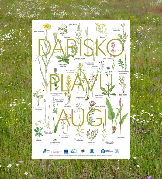 Plakāts “Dabisko pļavu augi”