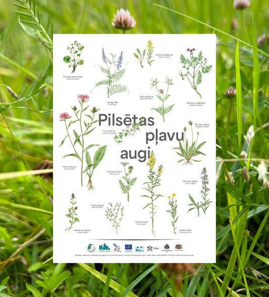Plakāts “Pilsētas pļavu augi”