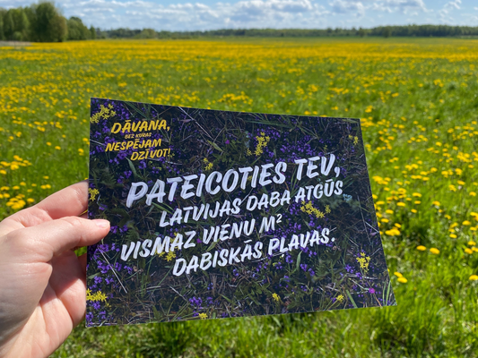 Square Meter of Natural Meadow